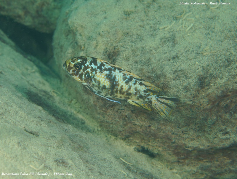 Maylandia zebra 'Nkhata Bay'